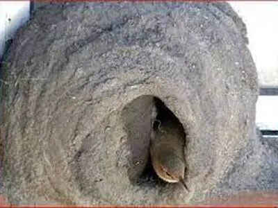 پرنده ای  با مدرک معماری! + فیلم