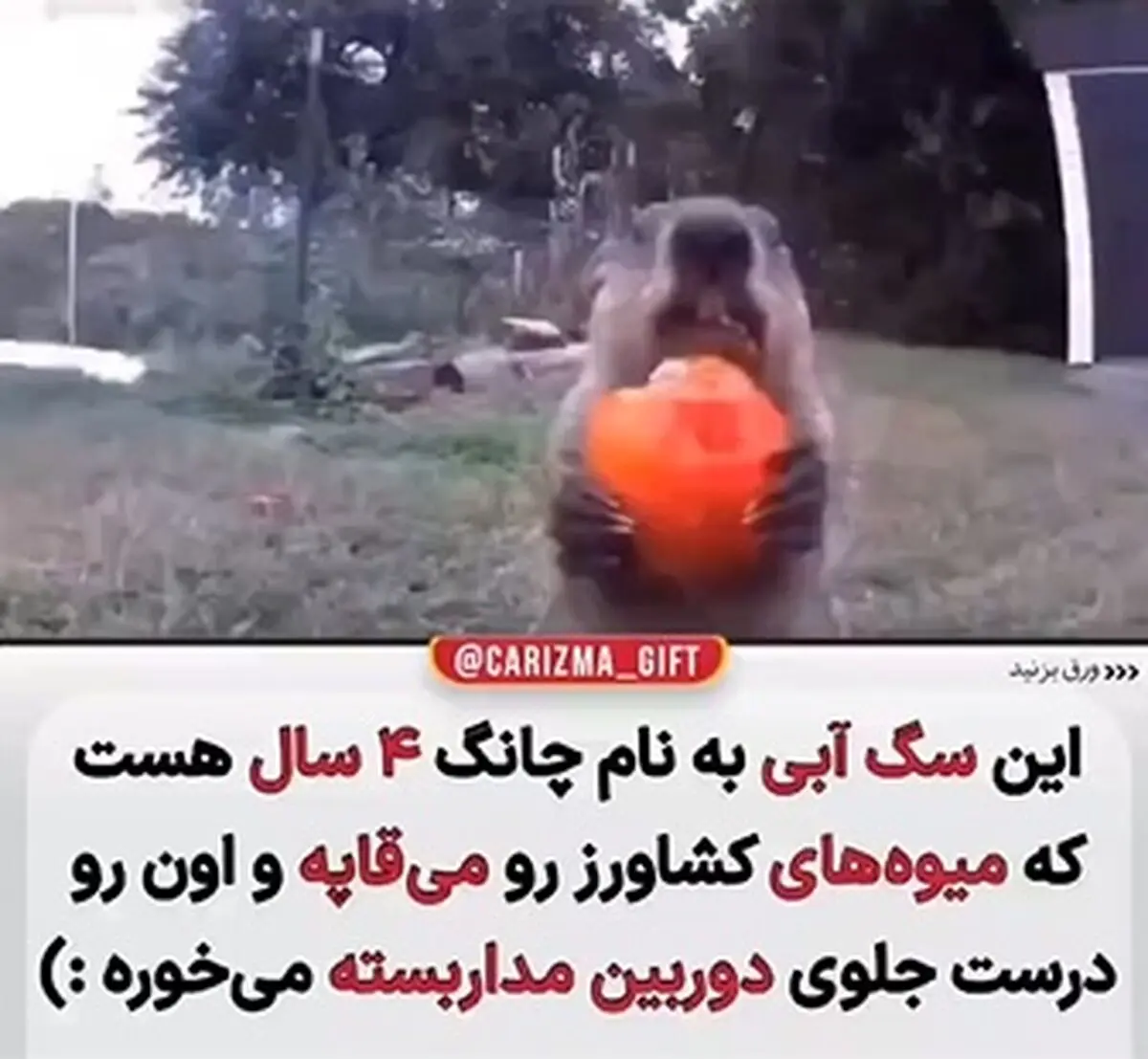 ویدئویی از مهارت عجیب بهترین فودبلاگر قرن + فیلم
