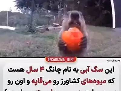 ویدئویی از مهارت عجیب بهترین فودبلاگر قرن + فیلم