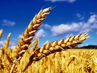 اختلاف اعضای شورای قیمت‌گذاری بر سر نرخ خرید تضمینی گندم 