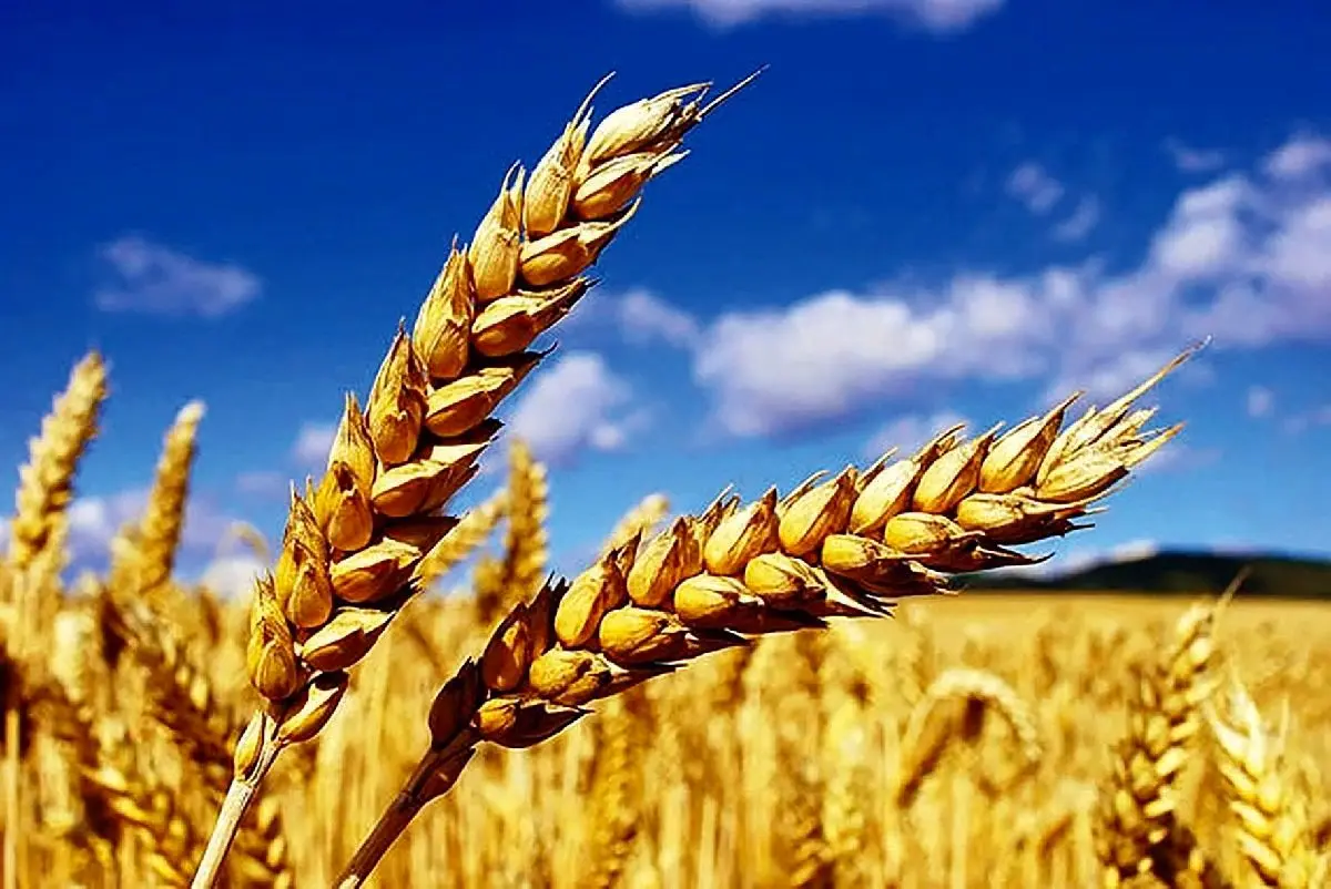 اختلاف اعضای شورای قیمت‌گذاری بر سر نرخ خرید تضمینی گندم 