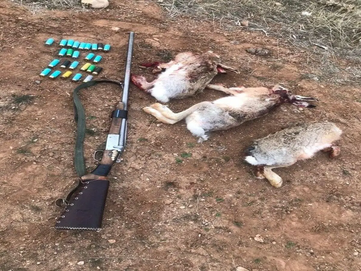 شکارچی خرگوش در بوشهر شناسایی شد