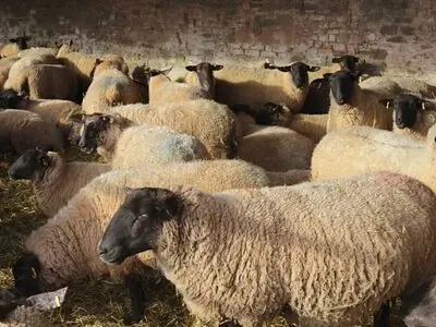 قیمت دولتی دام زنده ویژه عید قربان مشخص شد 