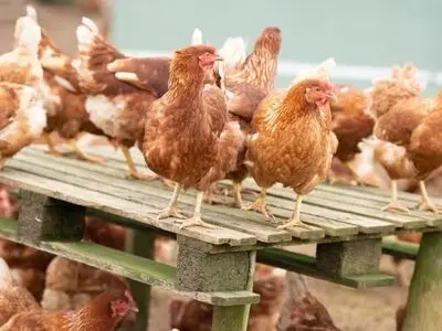 اپیدمی آنفلوانزای فوق حاد پرندگان در کشور گزارش نشده است