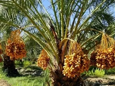 رفع آلودگی 10هزار اصله نخل از آفت