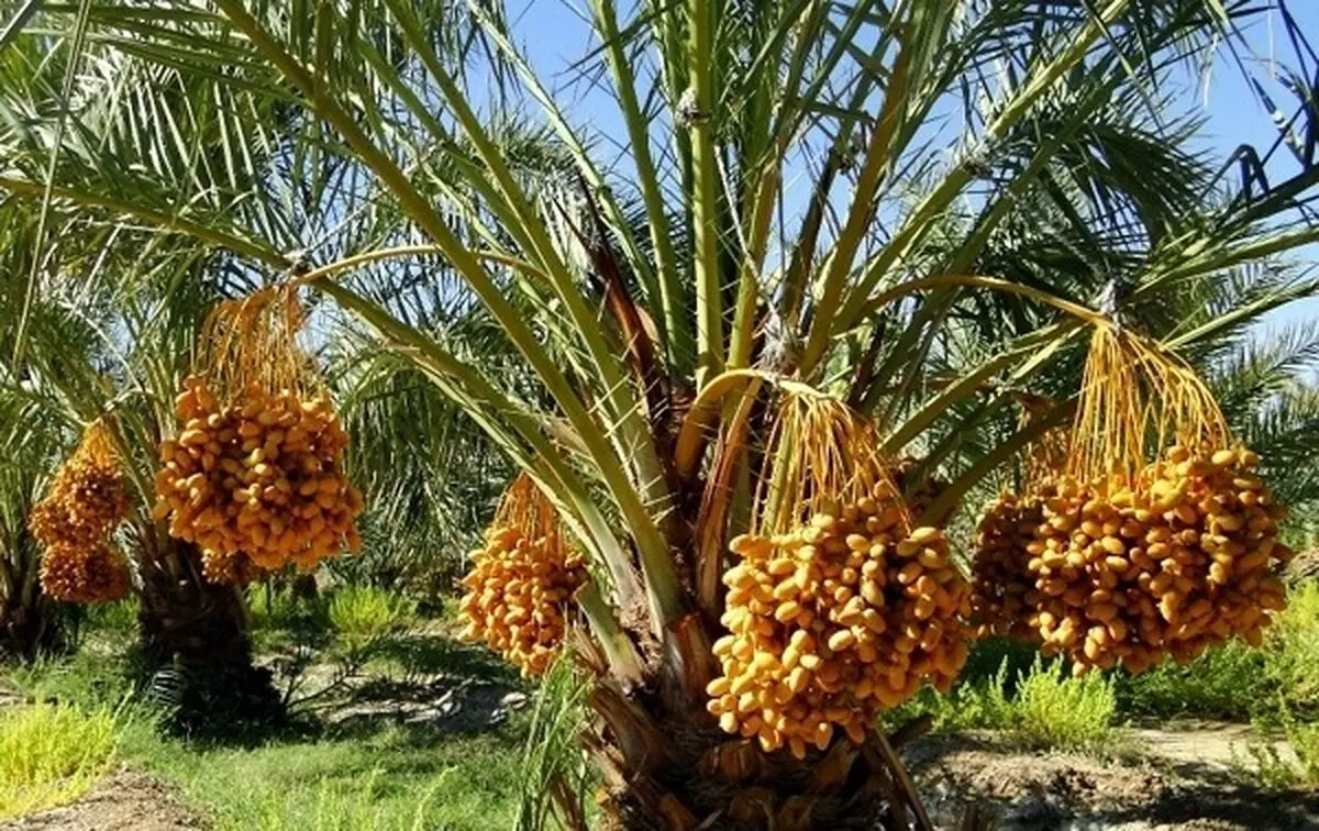 رفع آلودگی 10هزار اصله نخل از آفت