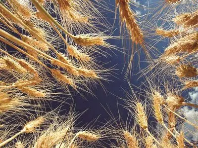 معرفی چهار رقم جدید گندم در مراغه