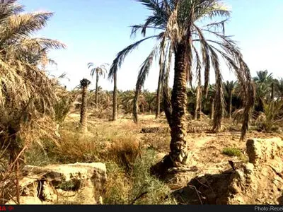 تجارت آب؛ تکرار متناوب بحران در خوزستان/ معیشت بیش از ۲۲ هزار نخلدار خوزستانی، قربانی سد سازی های افراطی