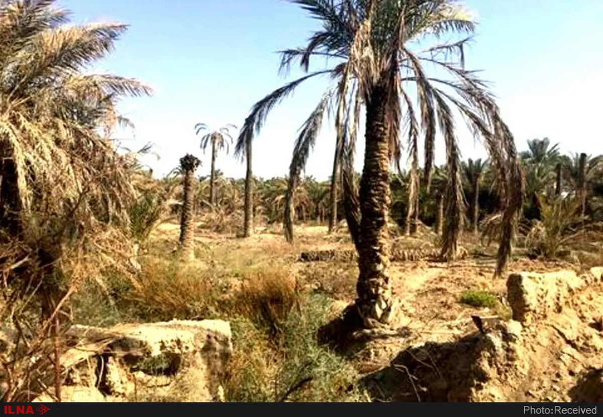 جعل گواهی بهداشت نخل‌های صادراتی به قطر/ بازگشت ۴۴۵ راس نخل به کشور/ سیب زمینی از ازبکستان مرجوع نشد