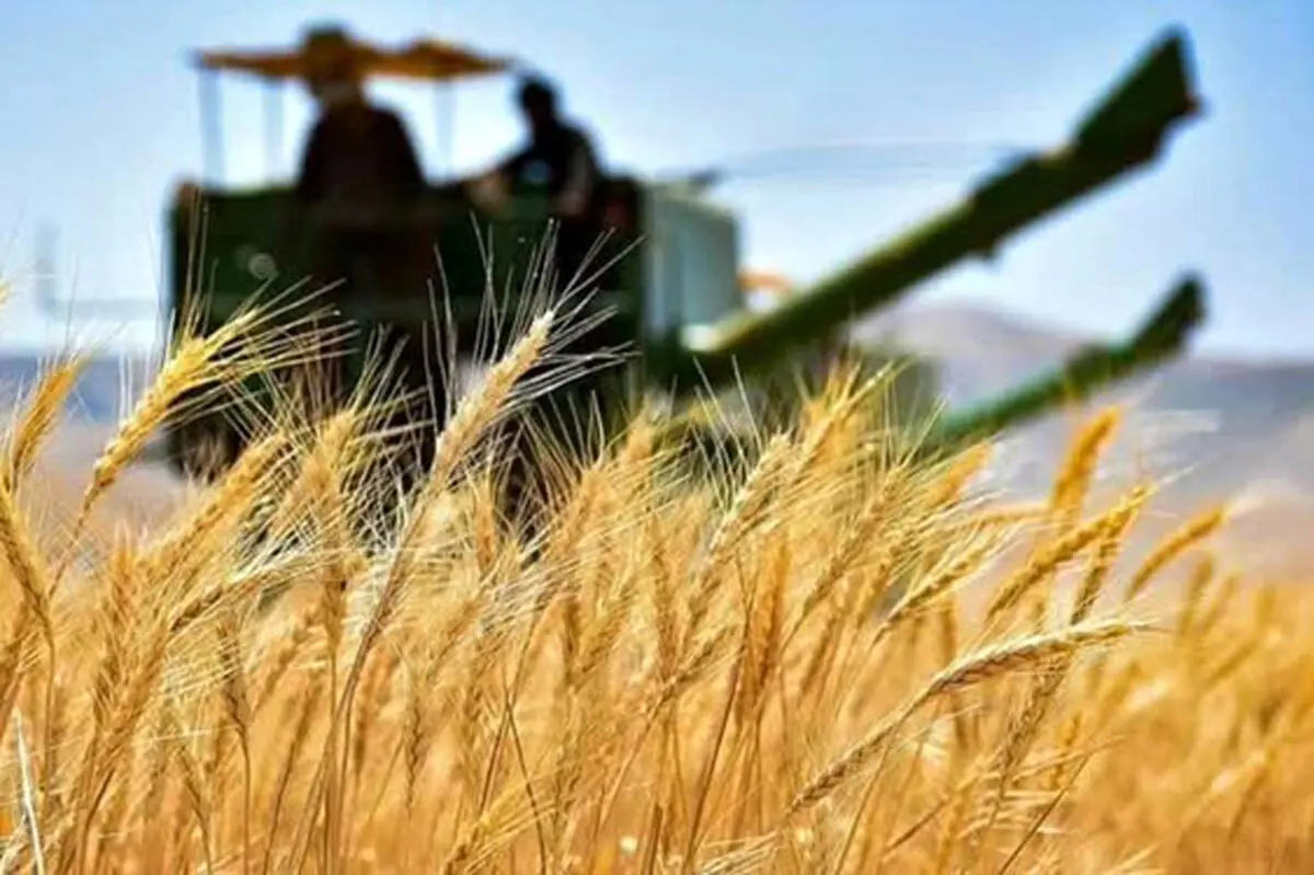 پرداخت به‌موقع پول گندم‌کاران و حمایت از فناوری‌های نوین، شرط جهش کشاورزی است
