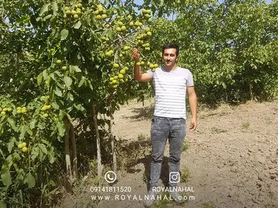 خرید نهال گردو از نهال کار نمونه کشور