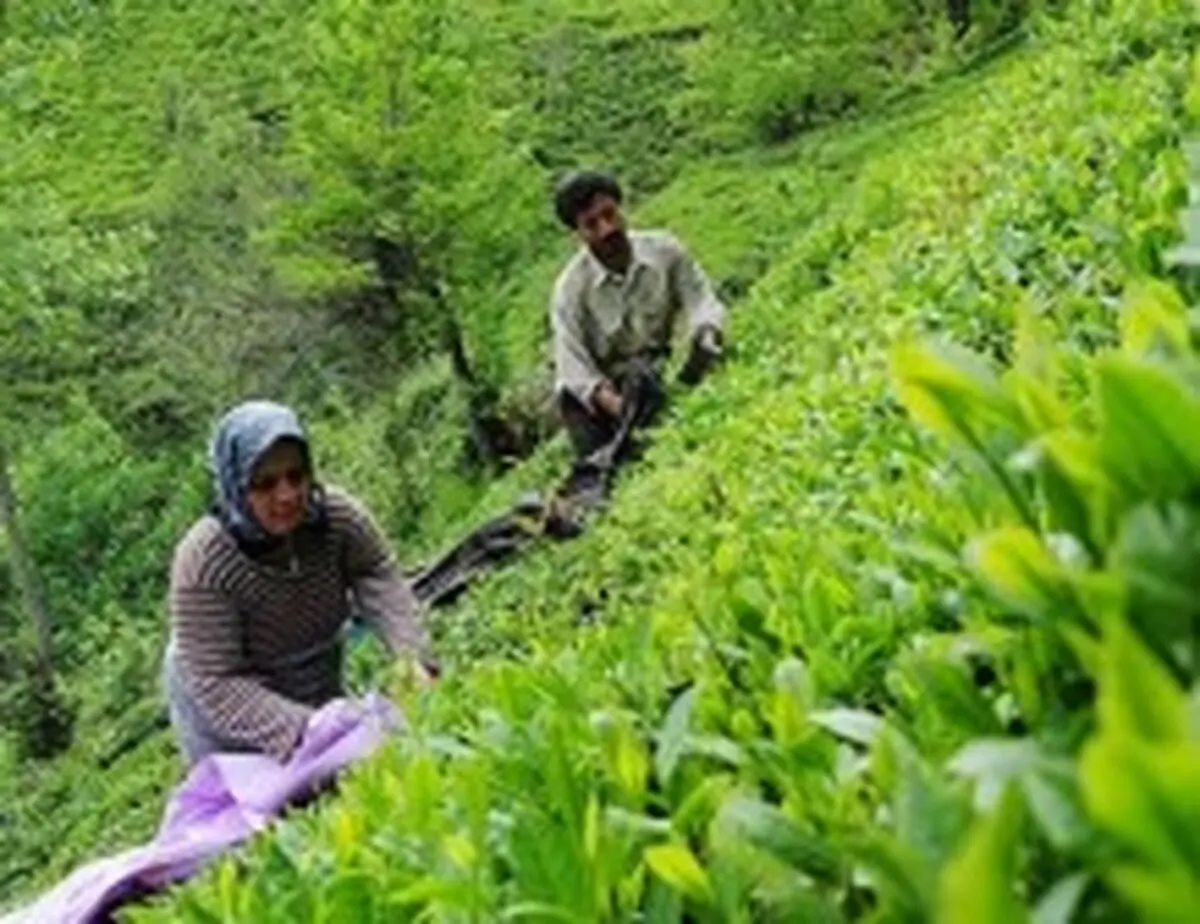 واریز ۶۷۵ میلیون از مطالبات چایکاران/ درآمد چایکاران در دولت یازدهم ۴ برابر شد