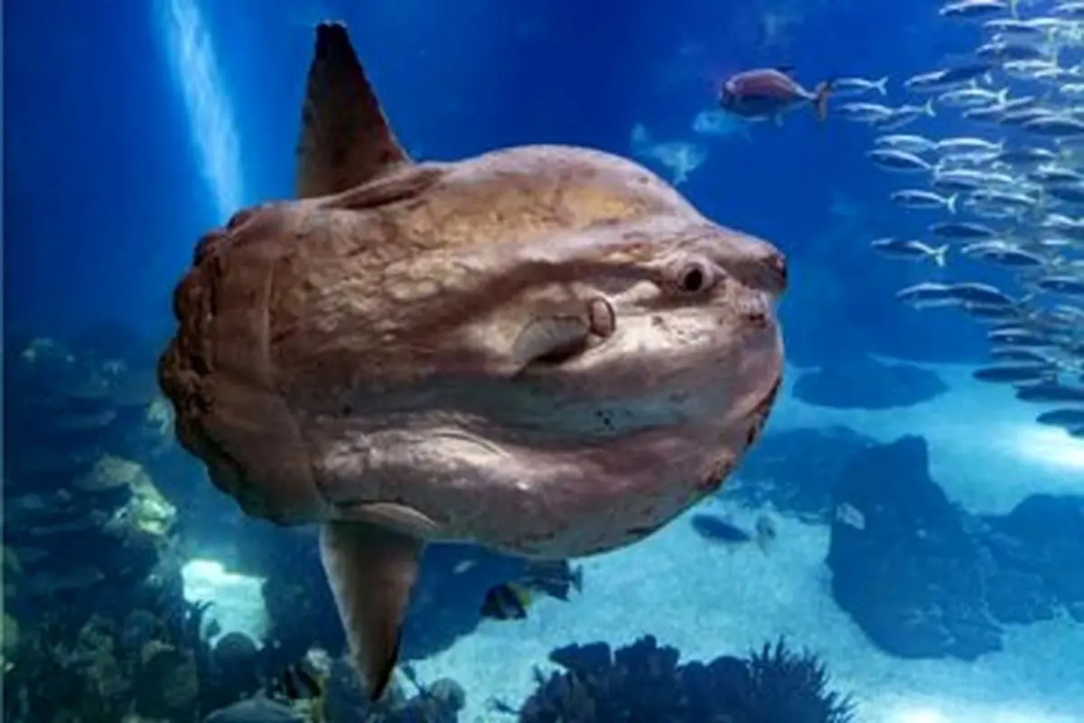 عجیب‌ ترین و به‌ درد نخورترین ماهی اقیانوس