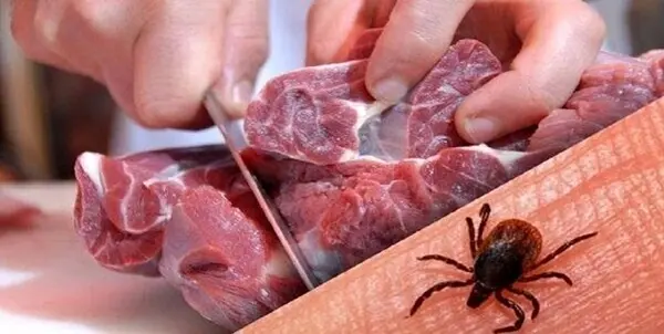 هشدار نسبت به بروز تب کریمه‌کنگو با آغاز گرما در کرمانشاه / «گوشت قرمز» را از مراکز مجاز تهیه کنید