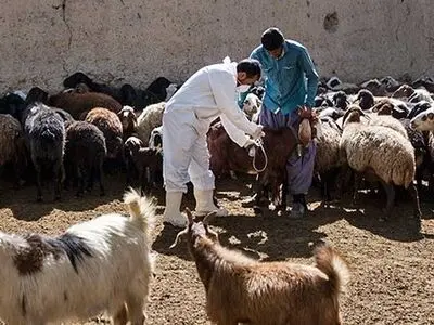 واکسیناسیون بیش از 600 هزار دام علیه بیماری طاعون نشخوارکنندگان 