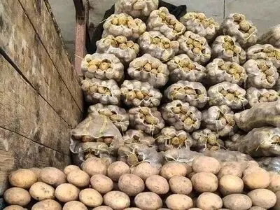  انبار احتکار ۸۵۰ تن سیب زمینی در تاکستان لو رفت