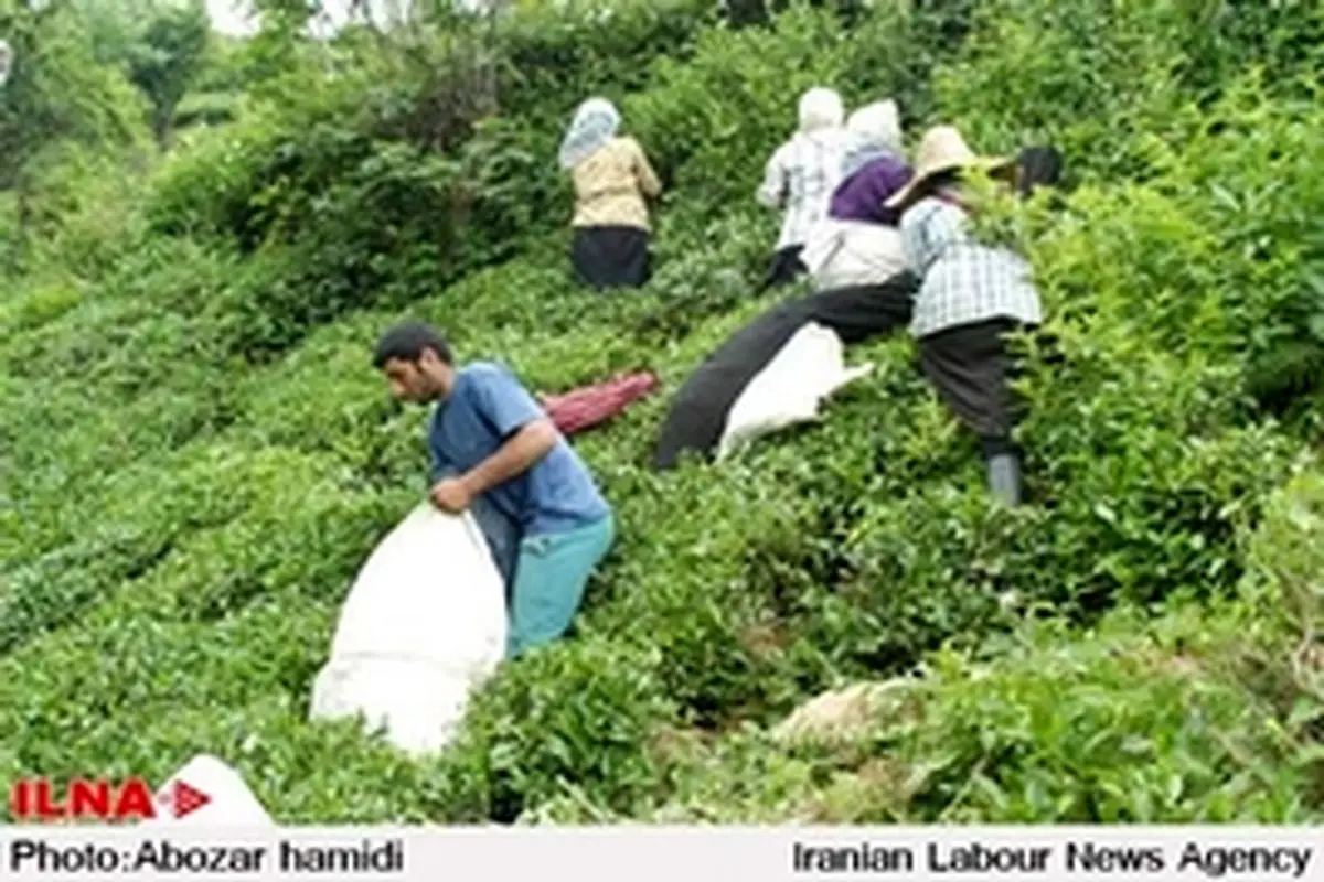 وعده پرداخت بدهی ۱۰ میلیارد تومانی چای‌کاران