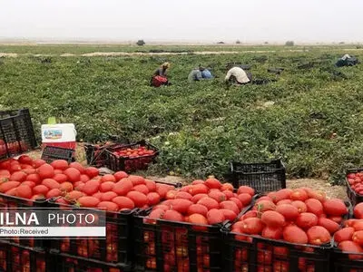 قیمت گوجه فرنگی کاهشی شد/ عرضه محصولات بوشهر و بهبهان در بازار   