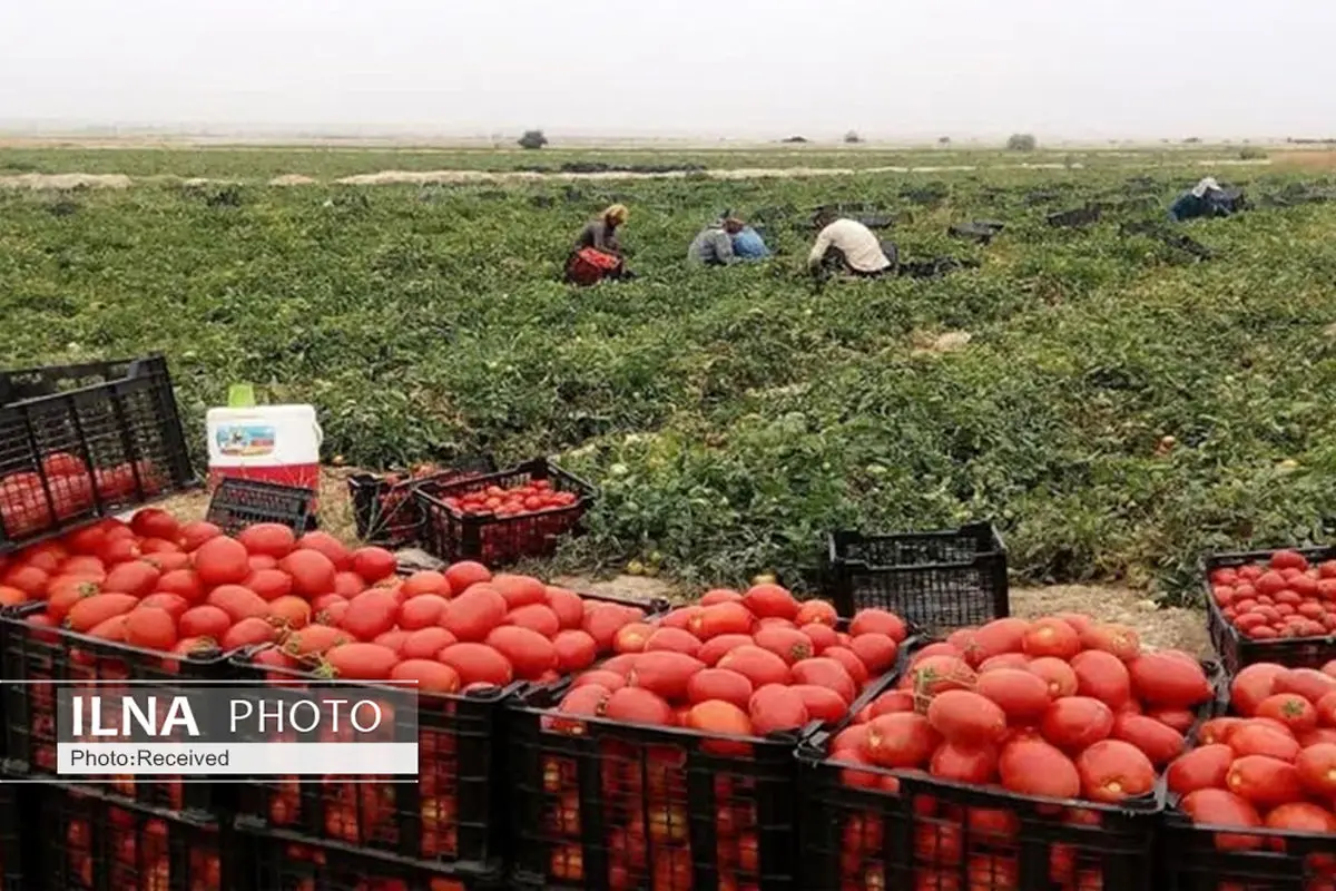 برداشت گوجه فرنگی در ارسنجان فارس آغاز شد