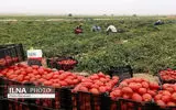 آغاز تولید ۳۶۰۰ تن گوجه فرنگی در شهرستان طارم