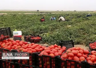 پیش بینی تولید ۵۶۰ هزار تن گوجه فرنگی در استان بوشهر