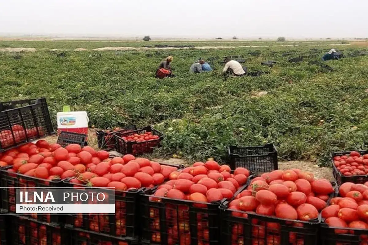 برداشت گوجه فرنگی از مزارع استان قزوین آغاز شد