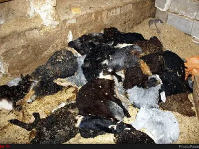 سقوط گوسفندان به کانال فاضلاب /۱۴۰ راس گوسفند تلف شدند