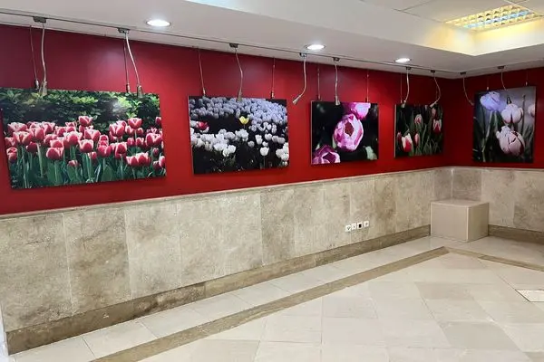 «لالایی لاله‌ها» به اندیشه رسید/ ضیافت رنگ و بهار در قاب تصویر