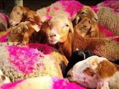 کشف 270 راس احشام قاچاق در طبس