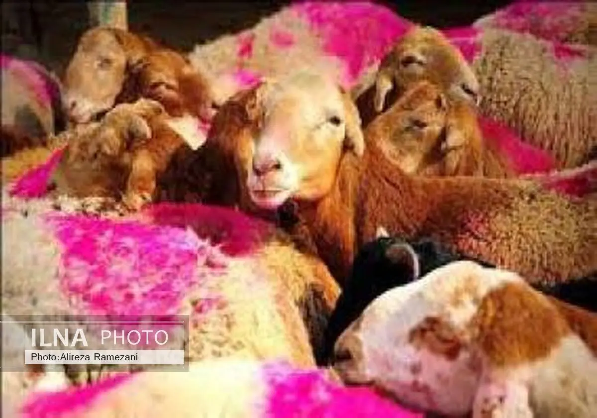 سارقان ۳‌ میلیارد تومان احشام دستگیر شدند