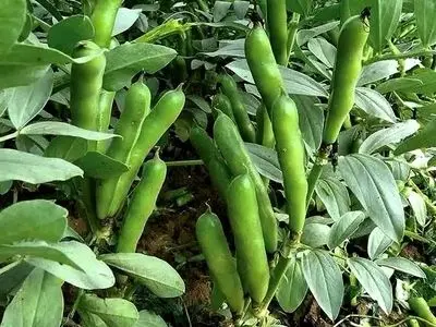برداشت ۷۹ هکتار باقلا سبز در جویبار؛ پیش‌بینی تولید ۶۸۰ تن محصول با عملکرد بیش از ۸ تن در هر هکتار