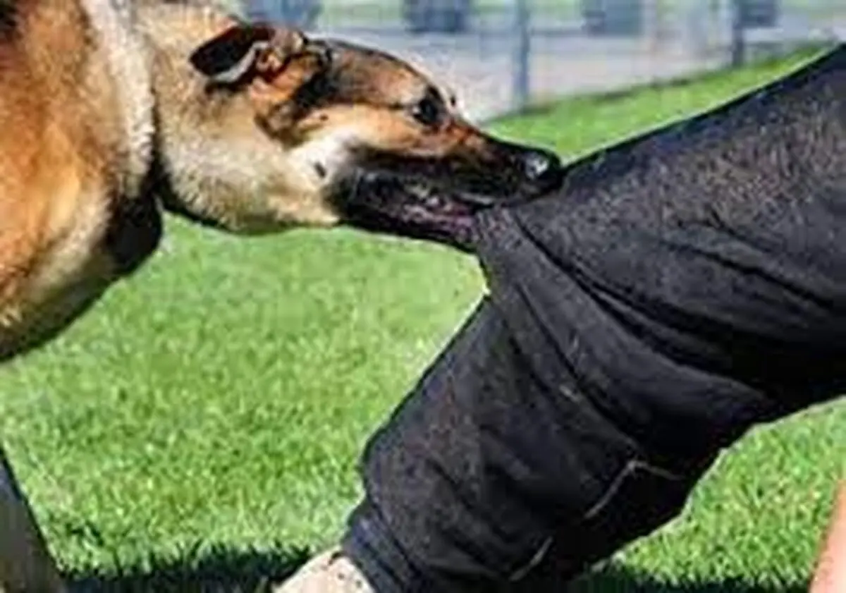 سالانه ۲۴ میلیارد تومان در استان هزینه درمان حیوان گزیدگی افراد می‌شود