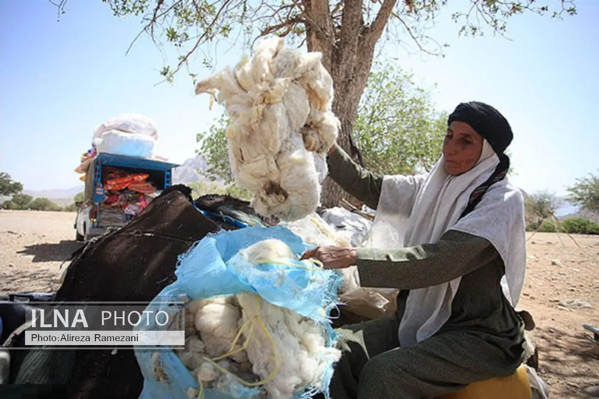 عشایر آذربایجان‌غربی سالانه 500 تن پشم تولید می‌کنند