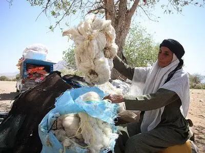 عشایر آذربایجان‌غربی سالانه 500 تن پشم تولید می‌کنند