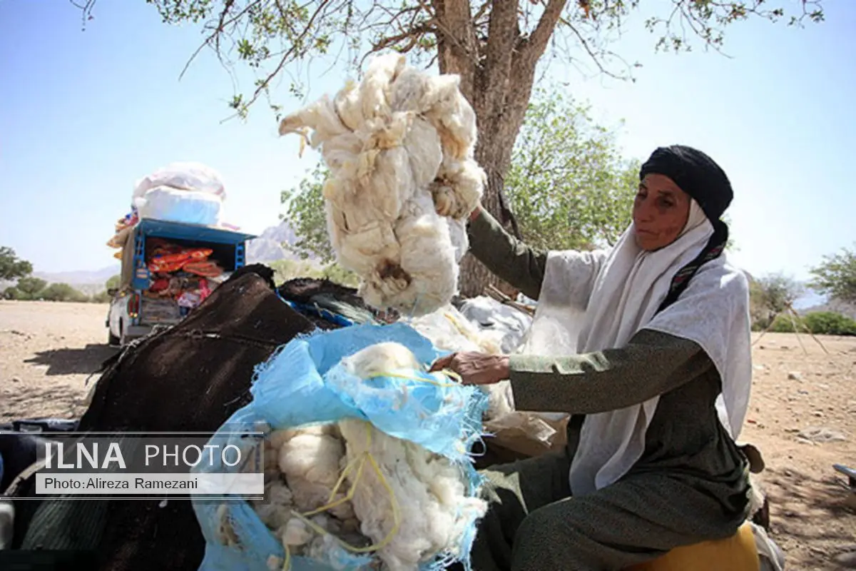 عشایر آذربایجانغربی سالانه 500 تن پشم تولید میکنند