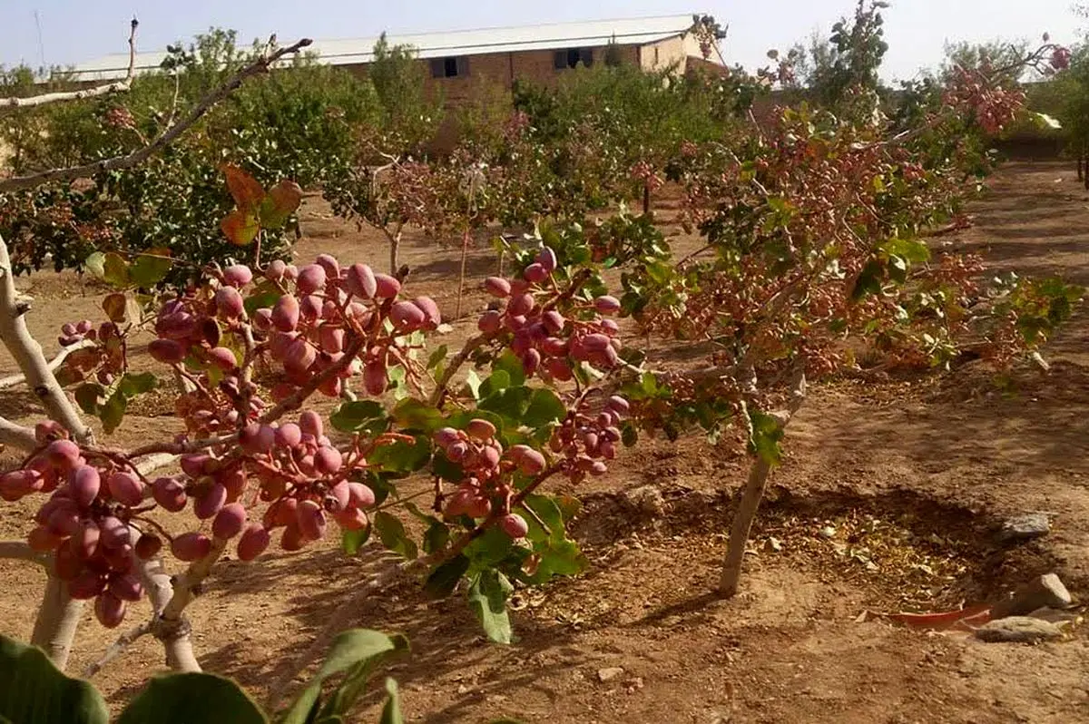 آغاز برداشت ۱۵۰ تن پسته از باغات آذربایجان غربی