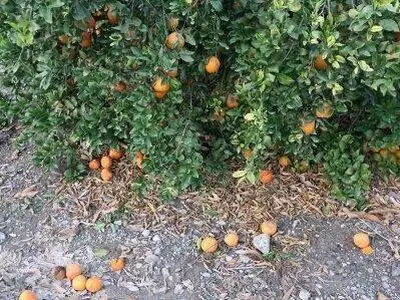 سرمازدگی 2 هزار هکتار از باغات باشت/خسارت 71 میلیارد تومانی به باغداران باشت