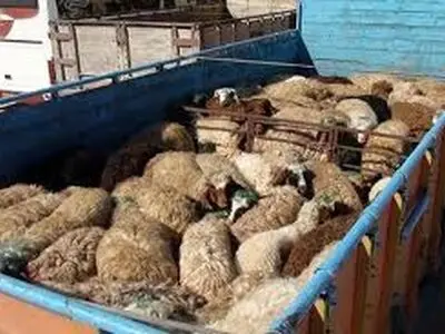 توقیف کامیون حامل 110 گوسفند قاچاق به ارزش بیش از 16 میلیارد ریال 