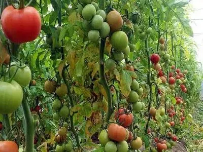 تولید ۲۲۸ هزار میلیارد تومان محصولات کشاورزی در استان کرمانشاه