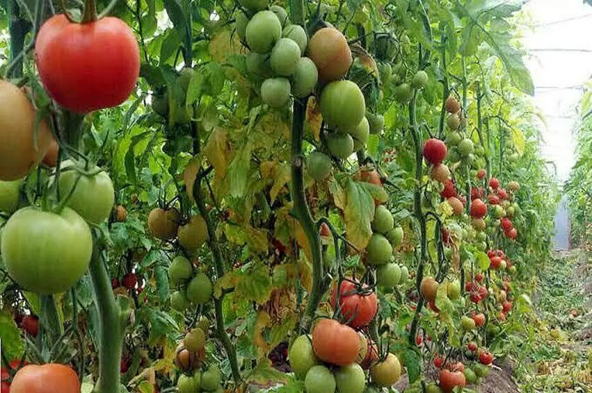 تولید ۲۲۸ هزار میلیارد تومان محصولات کشاورزی در استان کرمانشاه