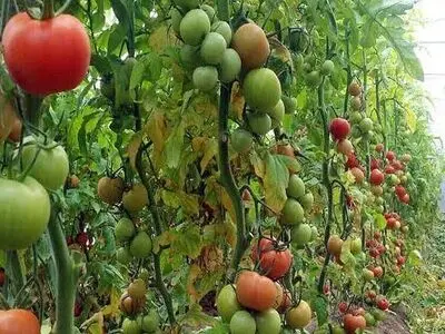 تولید ۲۲۸ هزار میلیارد تومان محصولات کشاورزی در استان کرمانشاه