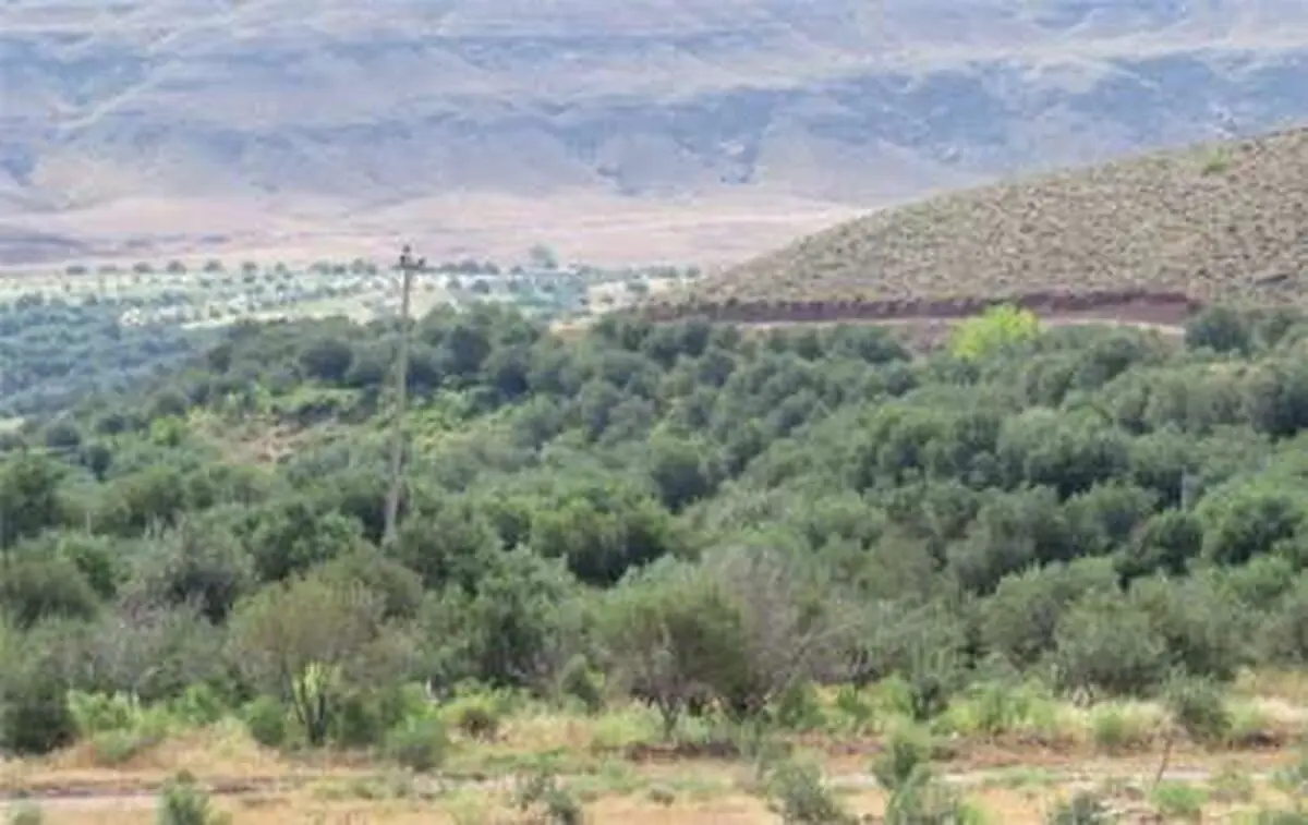  تاثیر گذاری ۴۰ درصدی جنگلهای فارس درتامین آب کشور