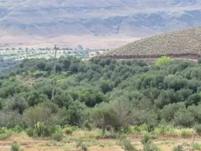  تاثیر گذاری ۴۰ درصدی جنگلهای فارس درتامین آب کشور