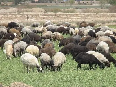 محل نگهداری دام باید در بندر عباس بروز رسانی شود