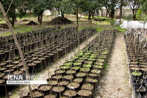 کاشت نهال در قزوین برای طرح ملی یک میلیارد نهال آغاز شده است