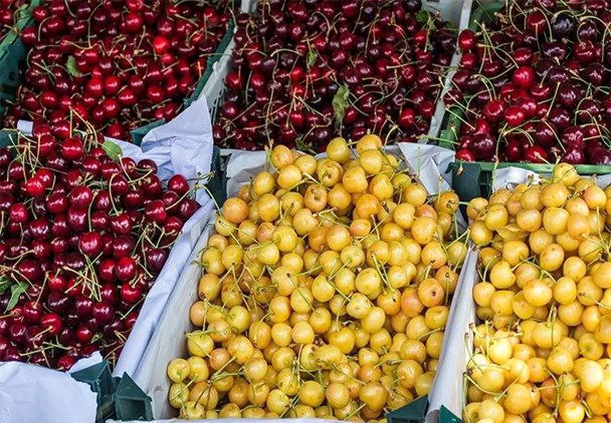 تیرماه، زمان برگزاری ششمین دوره جشنواره گیلاس اشنویه