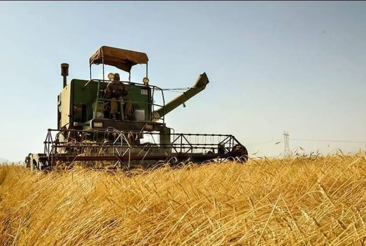 آغاز برداشت گندم از مزارع باغملک/ اختصاص ۲۱ هزار هکتار از اراضی شهرستان به کشت گندم 