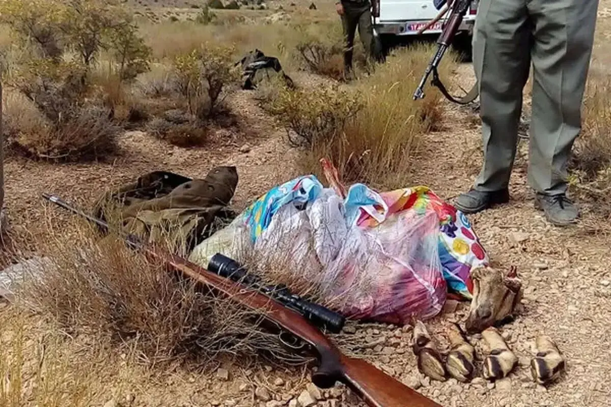 انهدام باند شکار غیرمجاز گراز حیات وحش در شهرستان پلدختر/متخلفات پس از تشکیل پرونده قضایی و معرفی به دادگستری، روانه بازداشتگاه شدند