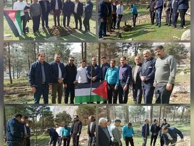 ۴۰۰ اصله درخت زیتون به نشان نماد صلح، ثبات و زندگی کاشته شد