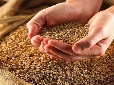 اصلاح ارقام جدید گندم با ۲۵ درصد صرفه‌جویی در مصرف آب/ معرفی ۲۱۱ رقم غلات کم‌آب در کشور 